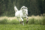 Noriker