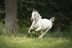 Noriker