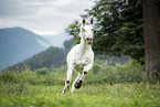Noriker