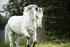 Noriker