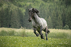 Noriker