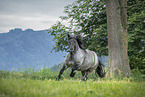 Noriker