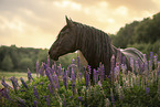 Noriker Horse