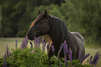 Noriker Horse