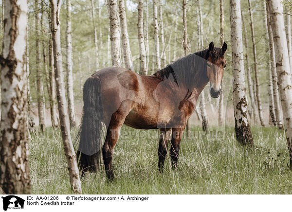 North Swedish trotter / AA-01206