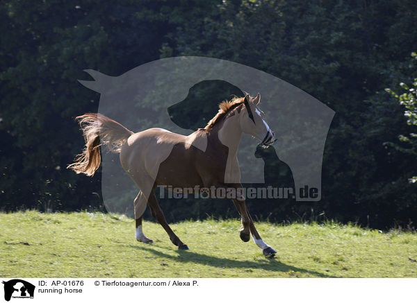 running horse / AP-01676