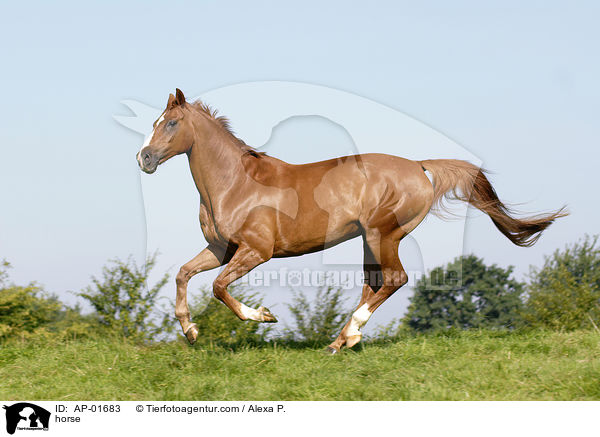 horse / AP-01683