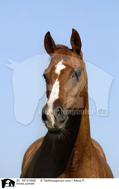 horse portrait / AP-01685