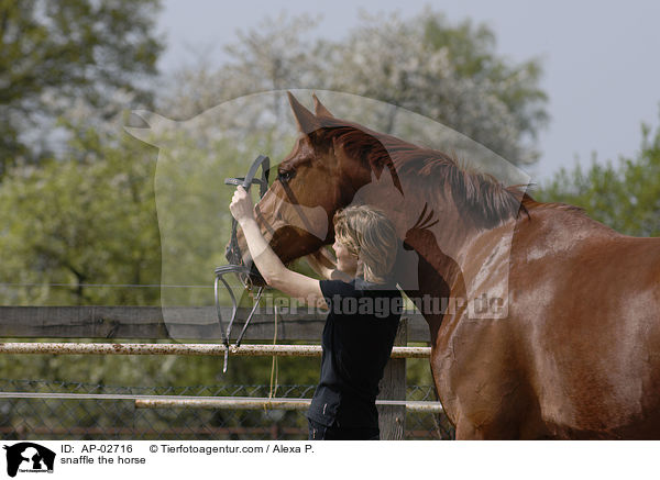 auftrensen / snaffle the horse / AP-02716
