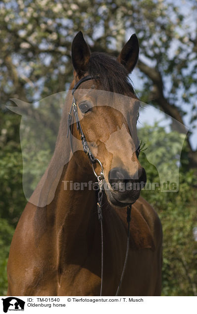 Oldenburger / Oldenburg horse / TM-01540