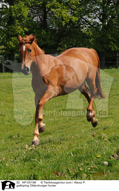 galoppierender Oldenburger / galloping Oldenburger horse / AP-05196