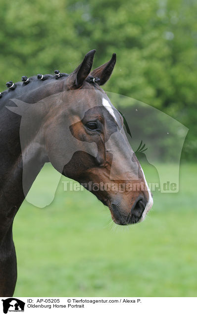 Oldenburg Horse Portrait / AP-05205
