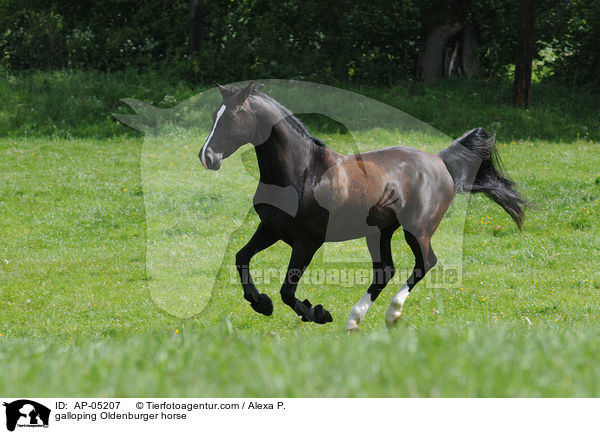 galloping Oldenburger horse / AP-05207