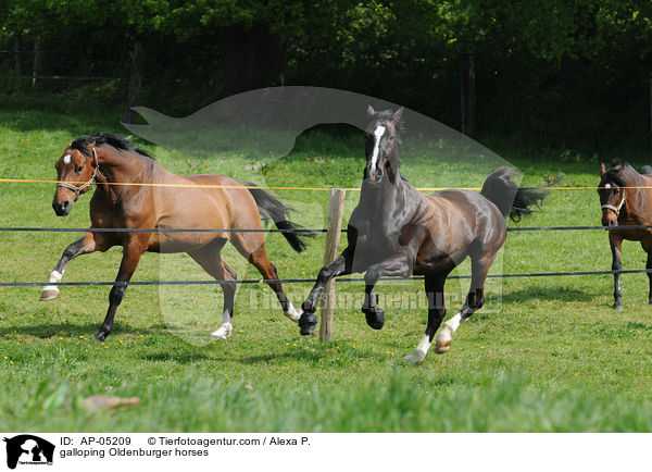 galloping Oldenburger horses / AP-05209