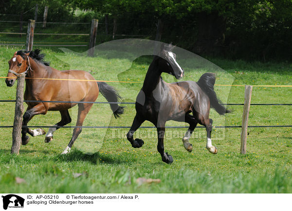galloping Oldenburger horses / AP-05210