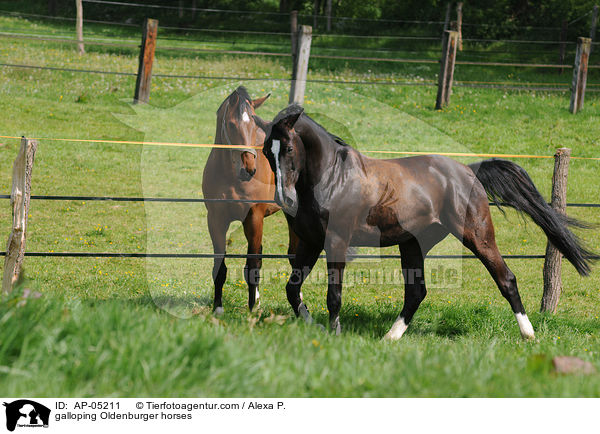 galloping Oldenburger horses / AP-05211
