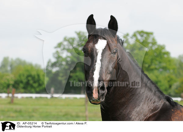 Oldenburg Horse Portrait / AP-05214