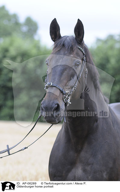 Oldenburger Portrait / Oldenburger horse portrait / AP-06289