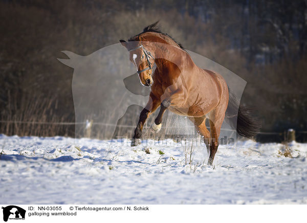 galoppierender Oldenburger / galloping warmblood / NN-03055