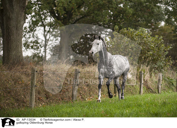 galloping Oldenburg Horse / AP-13034