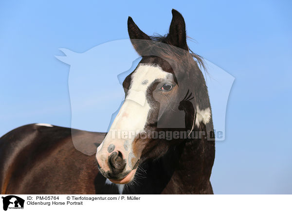 Oldenburg Horse Portrait / PM-05764