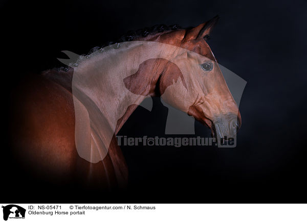 Oldenburger Portrait / Oldenburg Horse portait / NS-05471