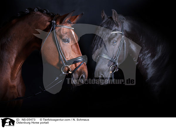 Oldenburger Portrait / Oldenburg Horse portait / NS-05473