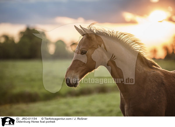 Oldenburger Fohlen Portrait / Oldenburg Horse foal portrait / JRO-01154