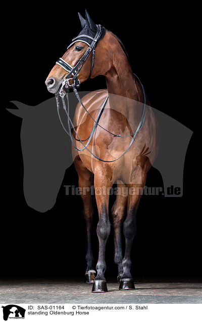 standing Oldenburg Horse / SAS-01164