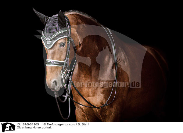 Oldenburger Portrait / Oldenburg Horse portrait / SAS-01165