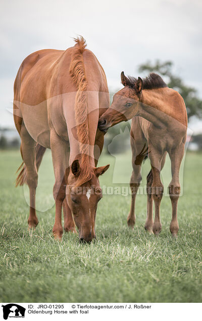 Oldenburg Horse with foal / JRO-01295