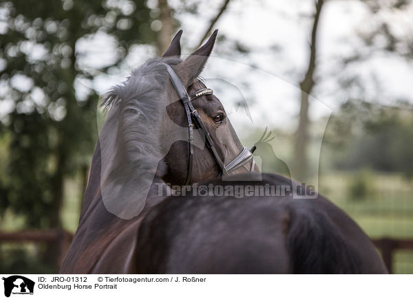 Oldenburger Portrait / Oldenburg Horse Portrait / JRO-01312