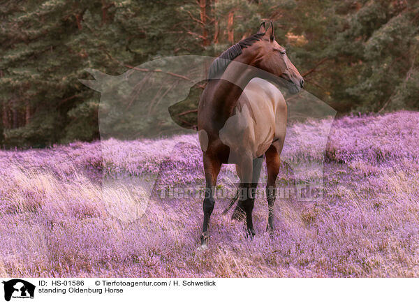 stehender Oldenburger / standing Oldenburg Horse / HS-01586