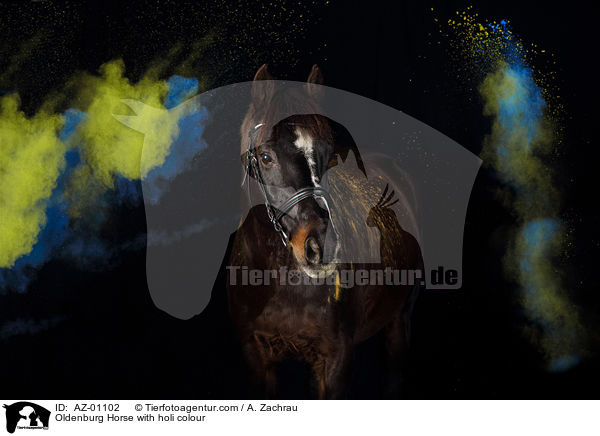Oldenburg Horse with holi colour / AZ-01102