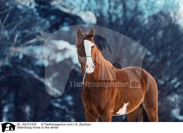Oldenburg horse in the winter / AZ-01334