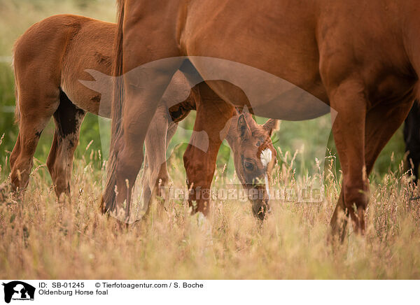 Oldenburg Horse foal / SB-01245