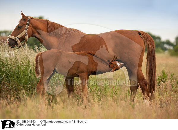 Oldenburger Fohlen / Oldenburg Horse foal / SB-01253