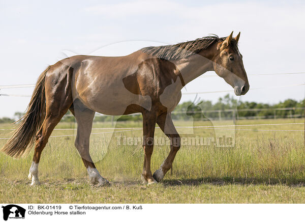 Oldenburg Horse stallion / BK-01419