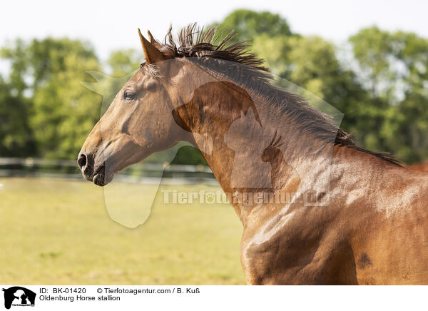 Oldenburg Horse stallion / BK-01420