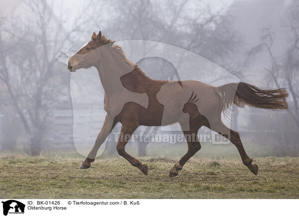 Oldenburg Horse / BK-01426