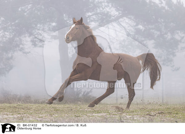 Oldenburger / Oldenburg Horse / BK-01432