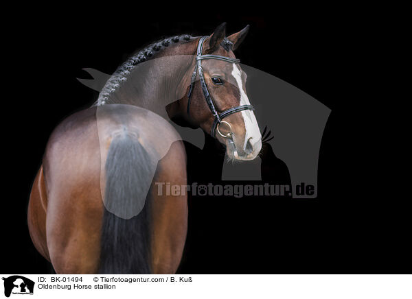 Oldenburg Horse stallion / BK-01494