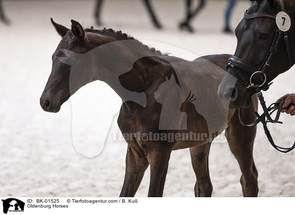 Oldenburger / Oldenburg Horses / BK-01525