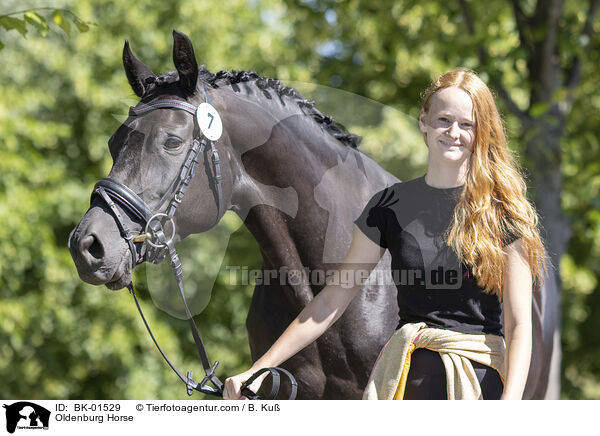 Oldenburger / Oldenburg Horse / BK-01529