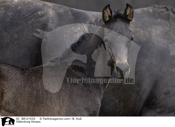 Oldenburg Horses / BK-01535