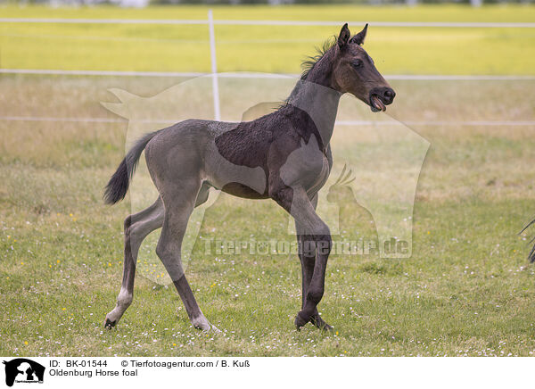 Oldenburg Horse foal / BK-01544