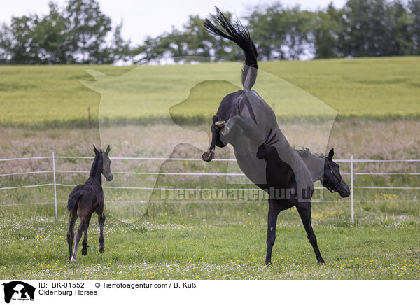 Oldenburger / Oldenburg Horses / BK-01552