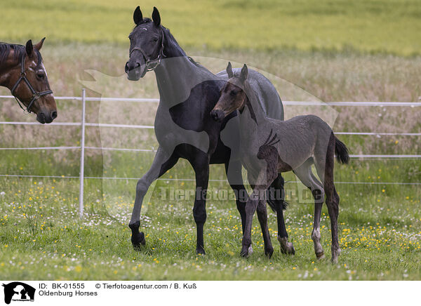 Oldenburger / Oldenburg Horses / BK-01555