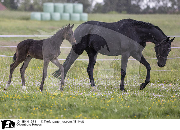 Oldenburg Horses / BK-01571