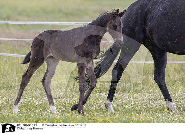 Oldenburg Horses / BK-01572